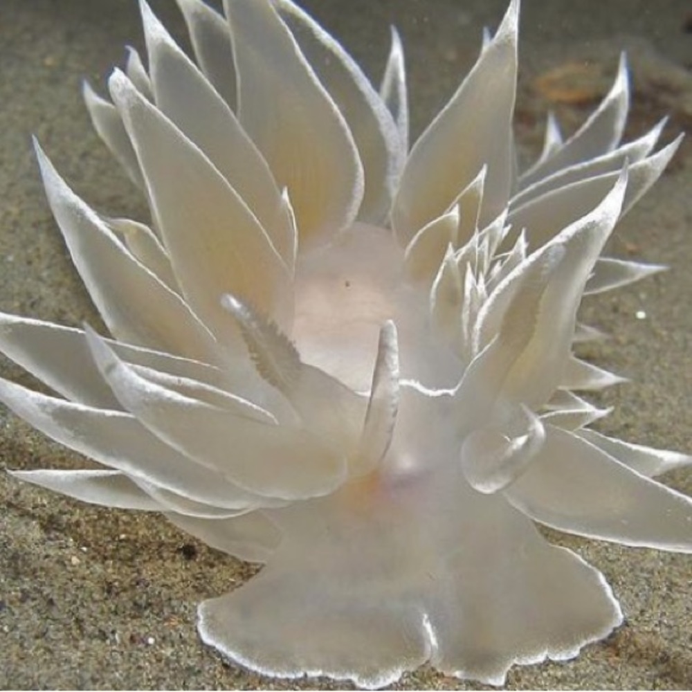 Meet your Posher, Christineskies